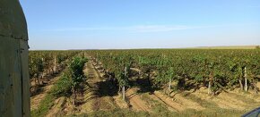 Vinici 2,6h. ( bio produkce) - 5