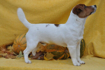 štěňata Jack Russell teriéra s PP - 5