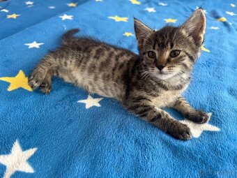 Murinda, holka , 3 měsíců stará - 5