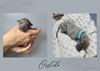 Štěně chrt/whippet/vipet s PP - 5