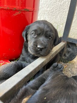 Labradorský retrívr - 5