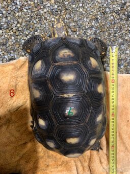 Suchozemská želva uhlířská - 5