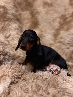 Jezevčík hladkosrstý trpasličí - 5