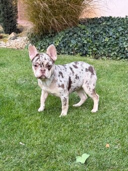 Francouzsky buldoček isabella tan merle fenka - 5