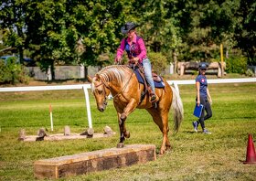 Připouštění QH hřebcem - 5