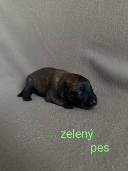 🐾 Aragorn – Malinois s PP, připravený na výzvy 🐾 - 5