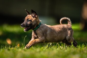 Belgický ovčák - Malinois s PP - 5