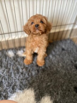 Cavapoo s pp, registrací - 5