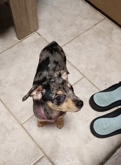 Trpasličí pinč bez PP - 5