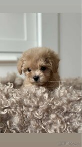 Maltipoo f1 boy pes - 5