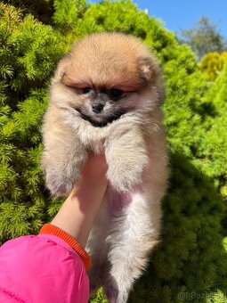 Pomeranian mini - 5
