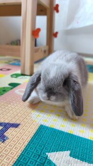 Zakrslý králík beránek Minilop + kompletní výbava + krmivo - 5