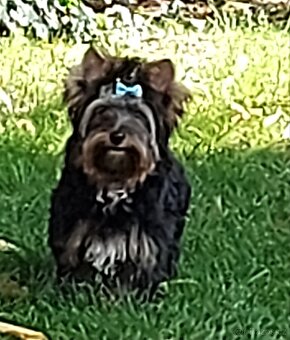 Yorkshire terrier (Black and tan) s PP - 5