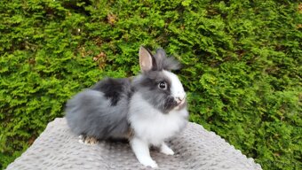 Zakrslý králík, králíček-(lvíček)-TIMMY - 5