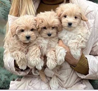 Maltipoo  bez  pp - 5