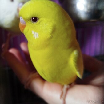 Andulka vlnkovaná, Andulky - Lutino - 5