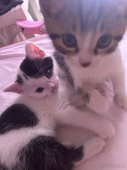 6 Rozkošných Koťátek (Máma Britka s PP x Pouliční Elegán) - 5