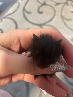 Křeček syrský - 5