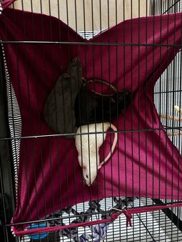 Dumbo potkani 1,5 roku - 5