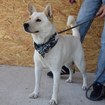 🌸 Zaira – veselá parťačka do života 🌸 - 5