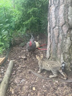 Bengálské kotě - 5