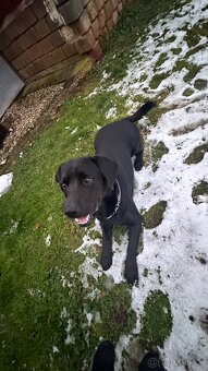 Kříženec labrador a slovenský kopov - 5