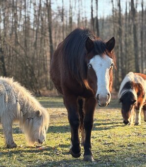 Kobylka 1,5 roku Appa x kříženec - 5