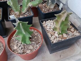 Kaktusy, sukulenty - 5