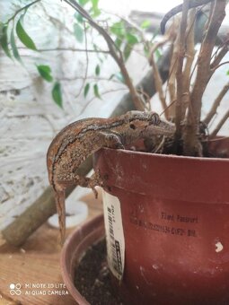 pagekon hrbolkohlavý, auriculatus, terárium - 5