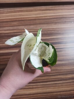 Epipremnum - 5