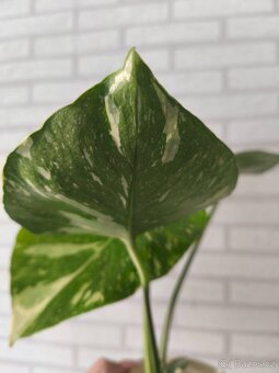 Monstera Deliciosa Thai - 5