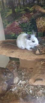 Osmák degu - 5