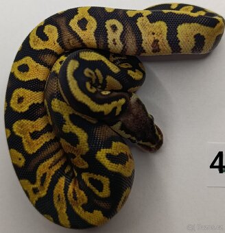 Krajta královská/ Python regius - 5
