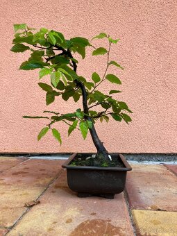 Bonsai, Bonsaj, jamadori, habr - 5