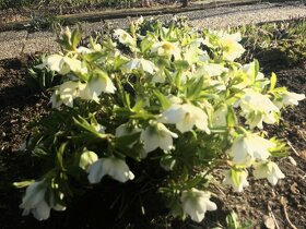 Trvalky a víceletky-LEN OSOBNÝ ODBER BRNO - 5