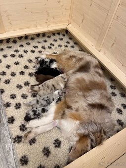 Australský ovčák s průkazem původu - 5