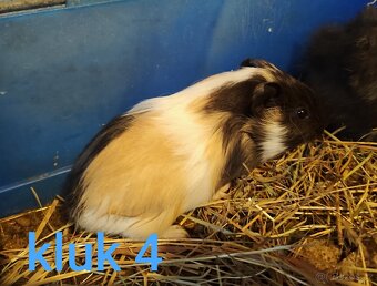 morče, morčátko - 5