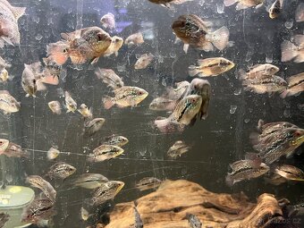 Flowerhorn Ref Kamfa cca 5cm - 5