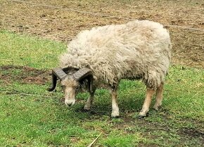 Quessantské ovce - 5