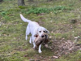 Štěňata Labradorského retrievera s PP FCI - 5