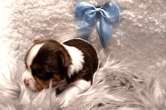 Yorkshire Terrier Black and tan, Biewer, Biro s PP - 5