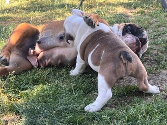 Anglicky Bulldog-fenka - 5