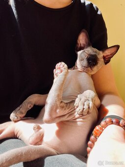 Kanadský Sphynx - dva kluci - 5