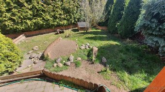 Želva zelenavá a želva vroubená, mláďata. - 5