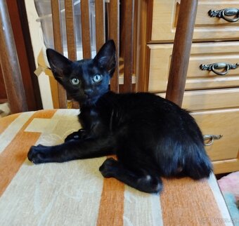 Orientální koťata - 5