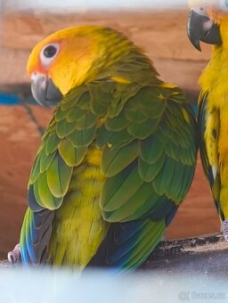 Prodám mláďata Aratinga sluneční - 5