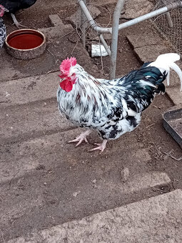 Kohouti do chovu - 5