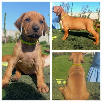 Chs Maisha Mazuri - Rhodesian ridgeback - 5