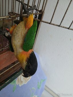Amazonek cernotemenny - 5