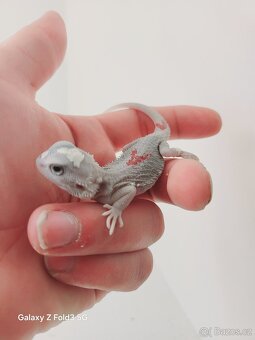 Agama vousatá , Zero - 5